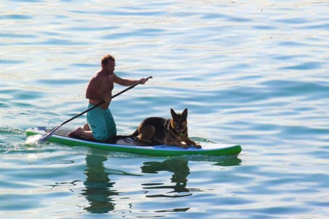 Do Sharks Eat Dogs? (Should You Worry)